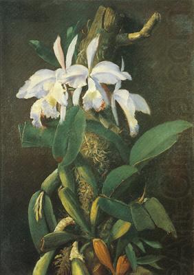 Orquideas, unknow artist